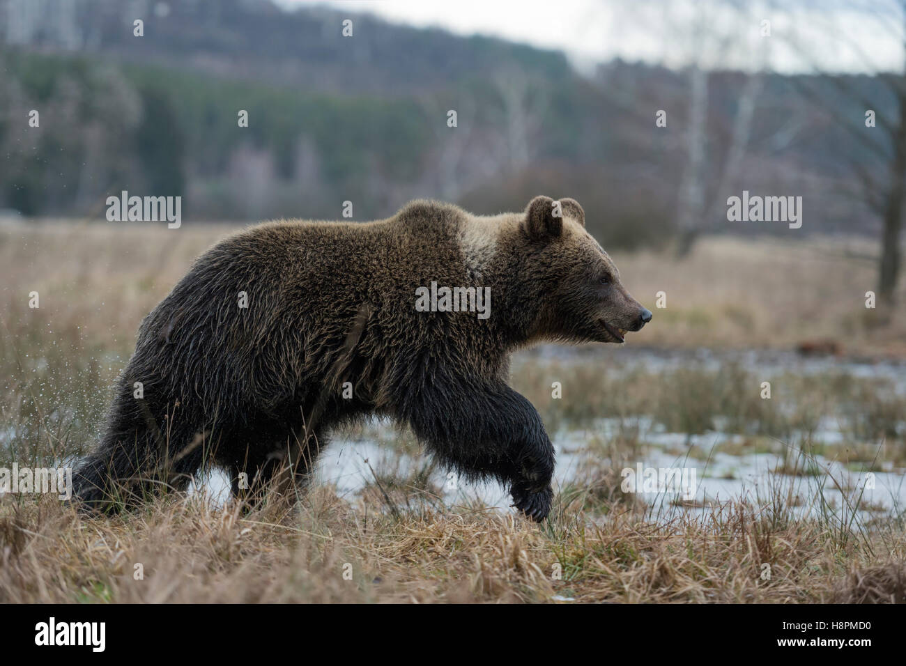 Unione orso bruno / Europaeischer Braunbaer ( Ursus arctos ) giovani cub, passeggiate attraverso prati aperti, congelati una palude. Foto Stock