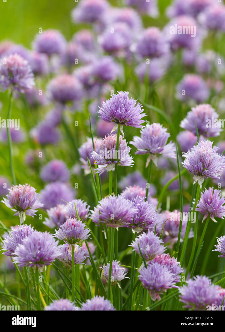 Allium, erba cipollina Foto Stock