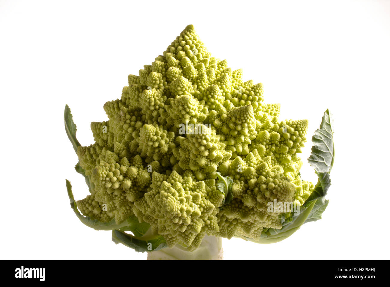 Romanesco broccoli o cavolo romano (Brassica oleracea) Foto Stock