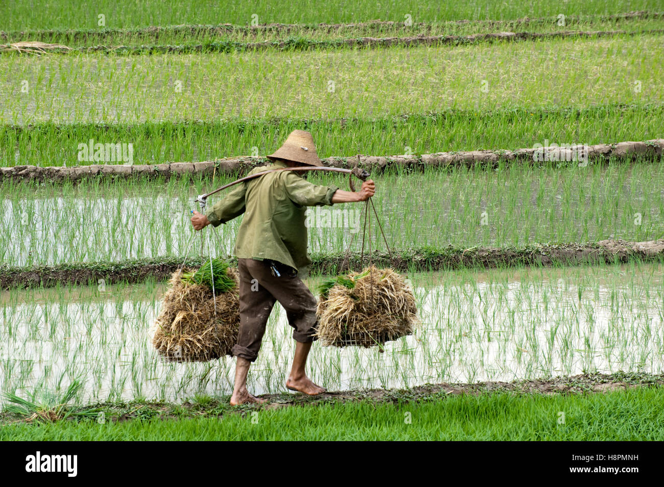 L'agricoltore cinese su paddy, acqua di riso, Cina e Asia Foto Stock