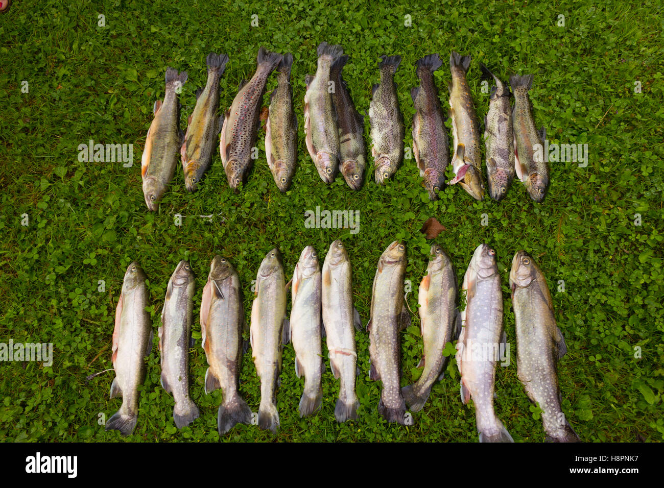 Primo piano della trota pesce e canna da pesca Foto Stock