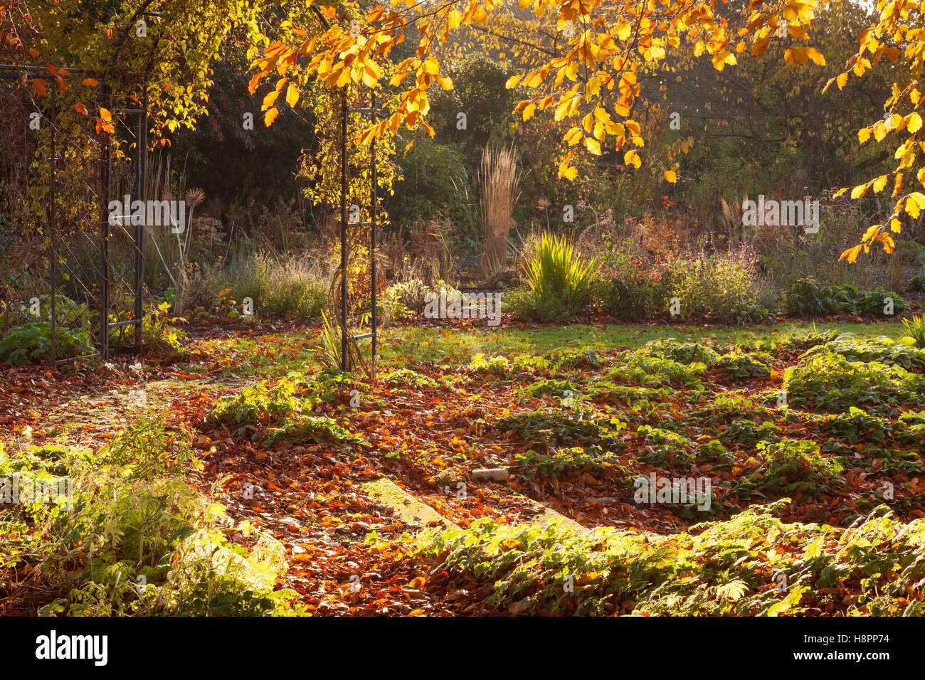 Hall Farm giardino, Harpswell, Lincolnshire, Regno Unito. In autunno, novembre 2016. Foto Stock