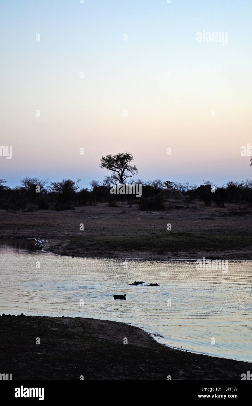 Safari in Sud Africa, rosa savannah: ippopotami sott'acqua in una piscina naturale all'alba nel Parco Nazionale di Kruger, la più grande riserva di caccia in Africa Foto Stock