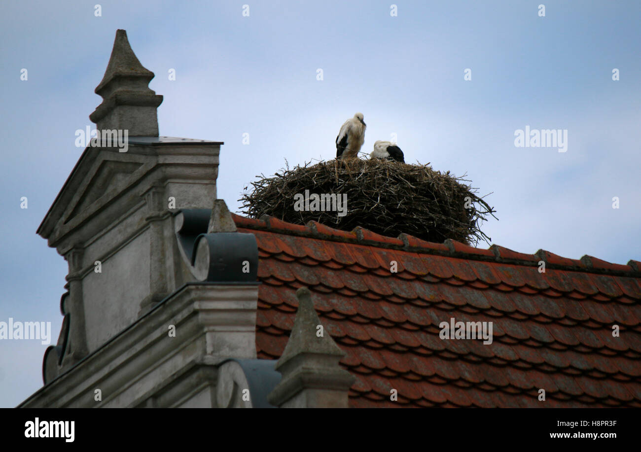 Storch, Storchennest, Ruegen. Foto Stock