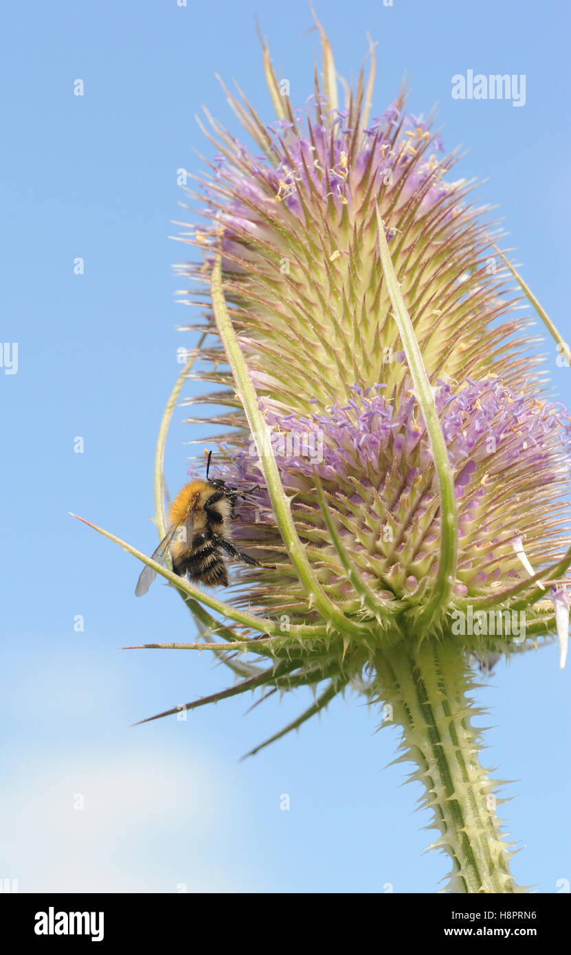 Lavoratore carda comune Bee (Bombus (Thoracobombus) pascuorum) sul selvaggio (Teasel Dipsacus fullonum) fiore di testa. Foto Stock