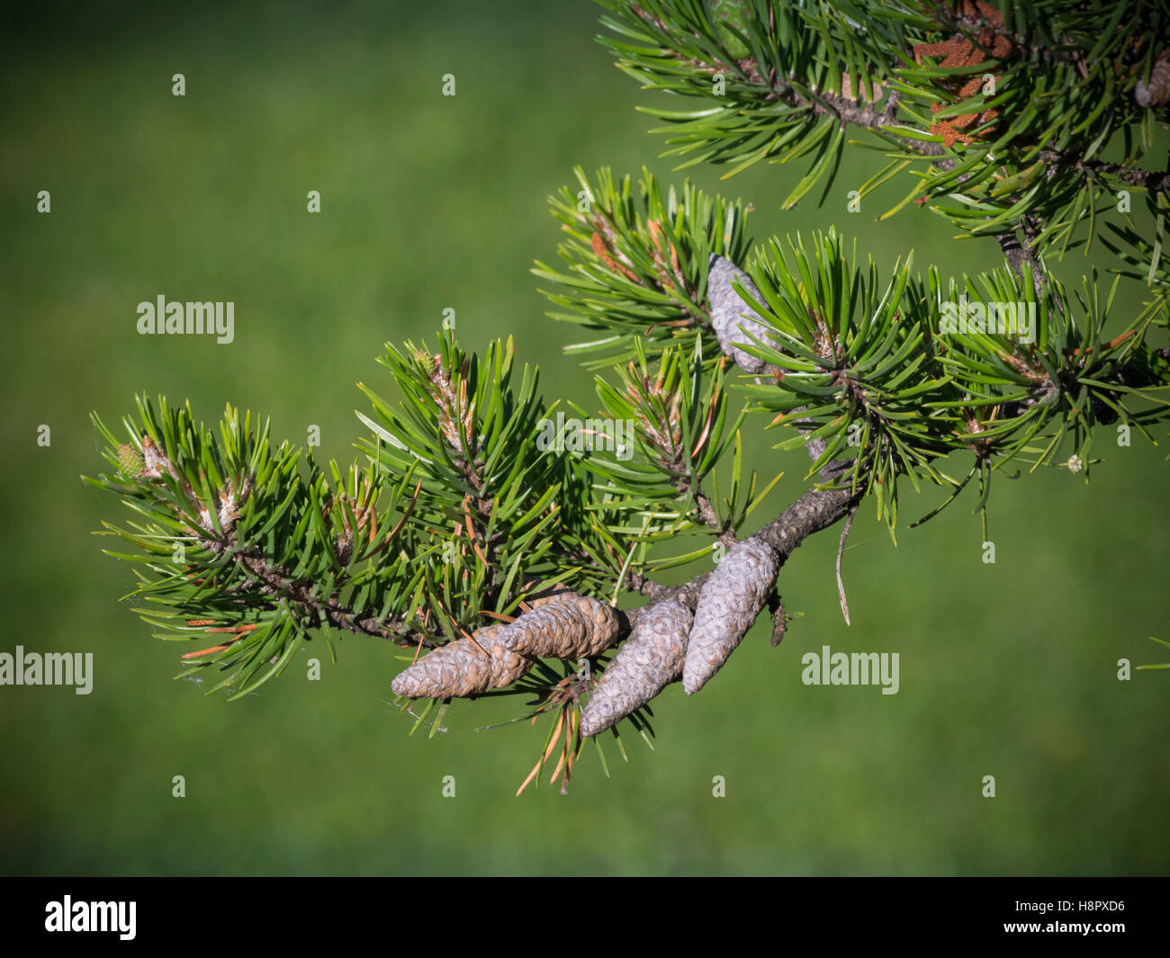 Jack Natura di pino Foto Stock