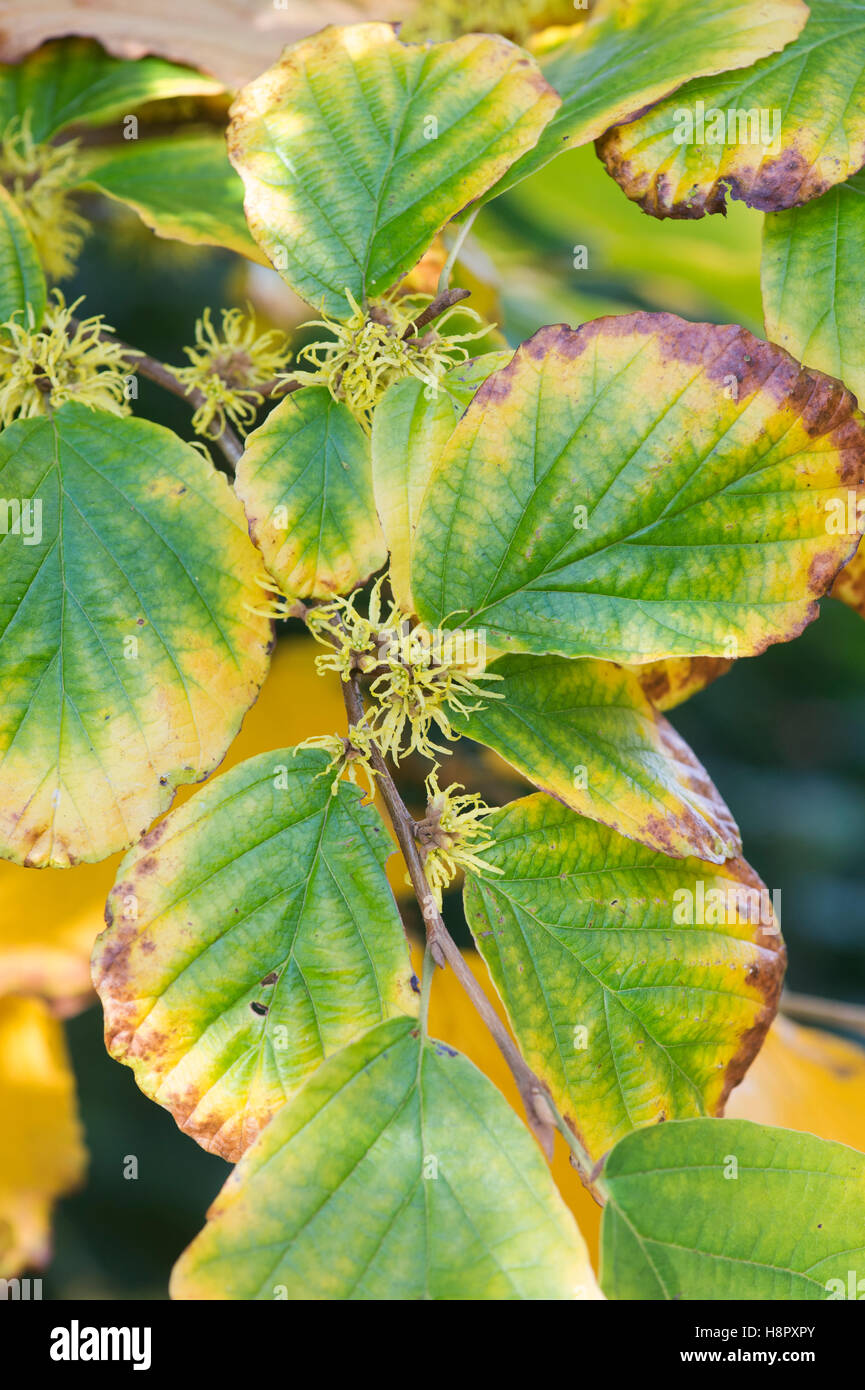 Hamamelis x Intermedia pallida. Amamelide "Pallida' lascia cambiare colore in autunno con fiori. Regno Unito Foto Stock