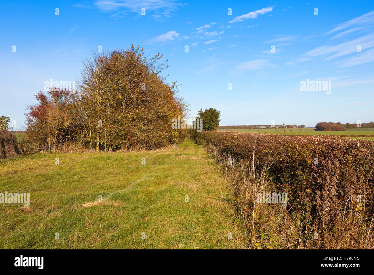 Un bridleway erbosa con alberi e siepe mista di campagna in scenic Yorkshire wolds paesaggio in autunno. Foto Stock