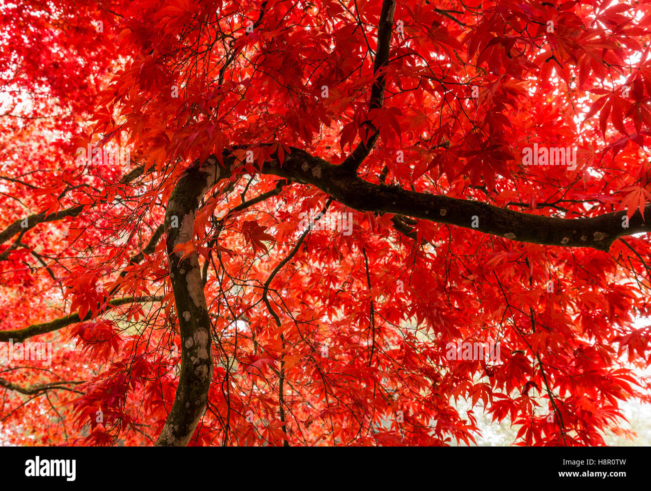 Albero di acero con vivaci foglie rosse e una linea di piegatura Foto Stock