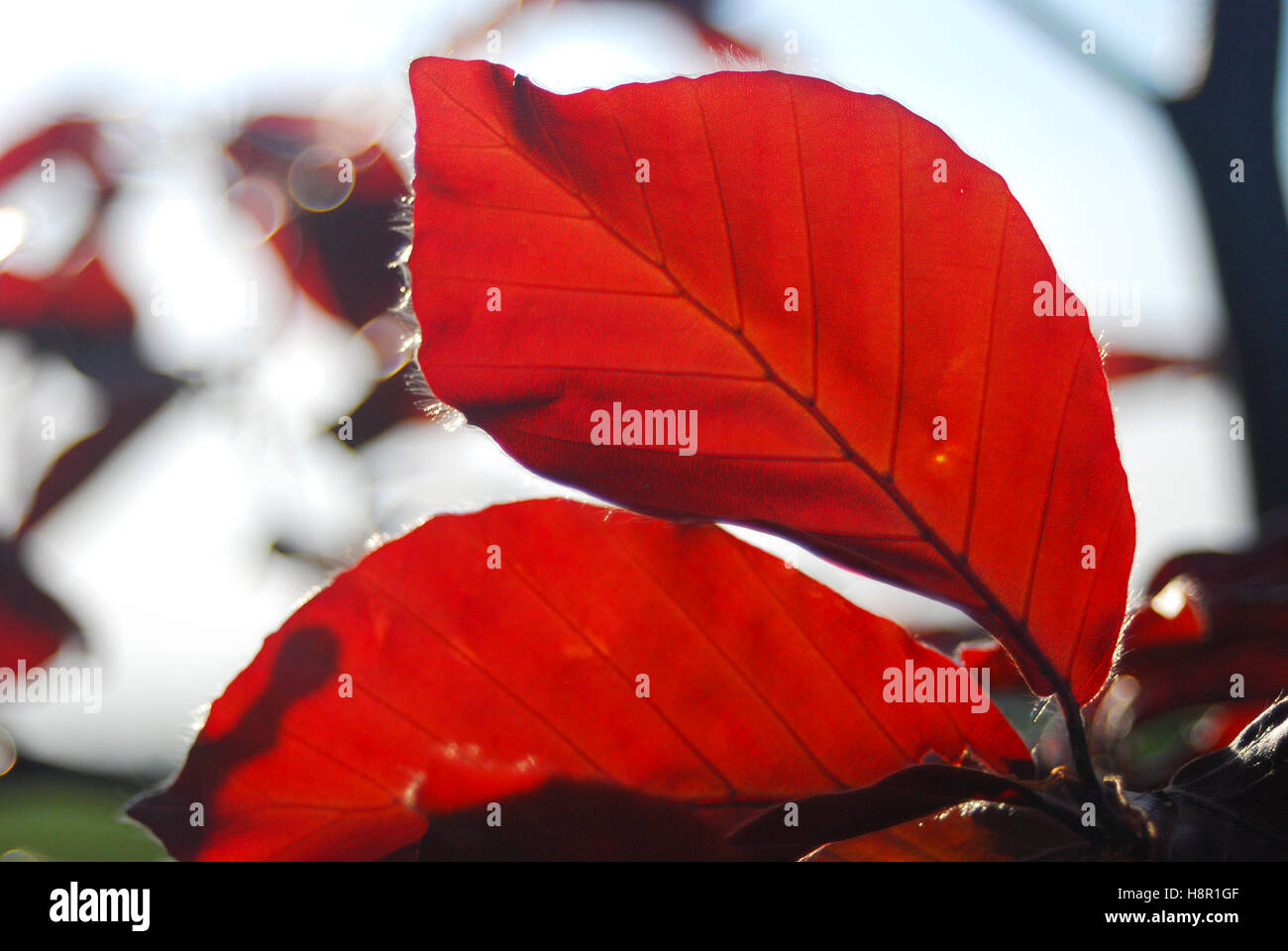 Foglia rossa close up con elevata saturazione dei colori Foto Stock