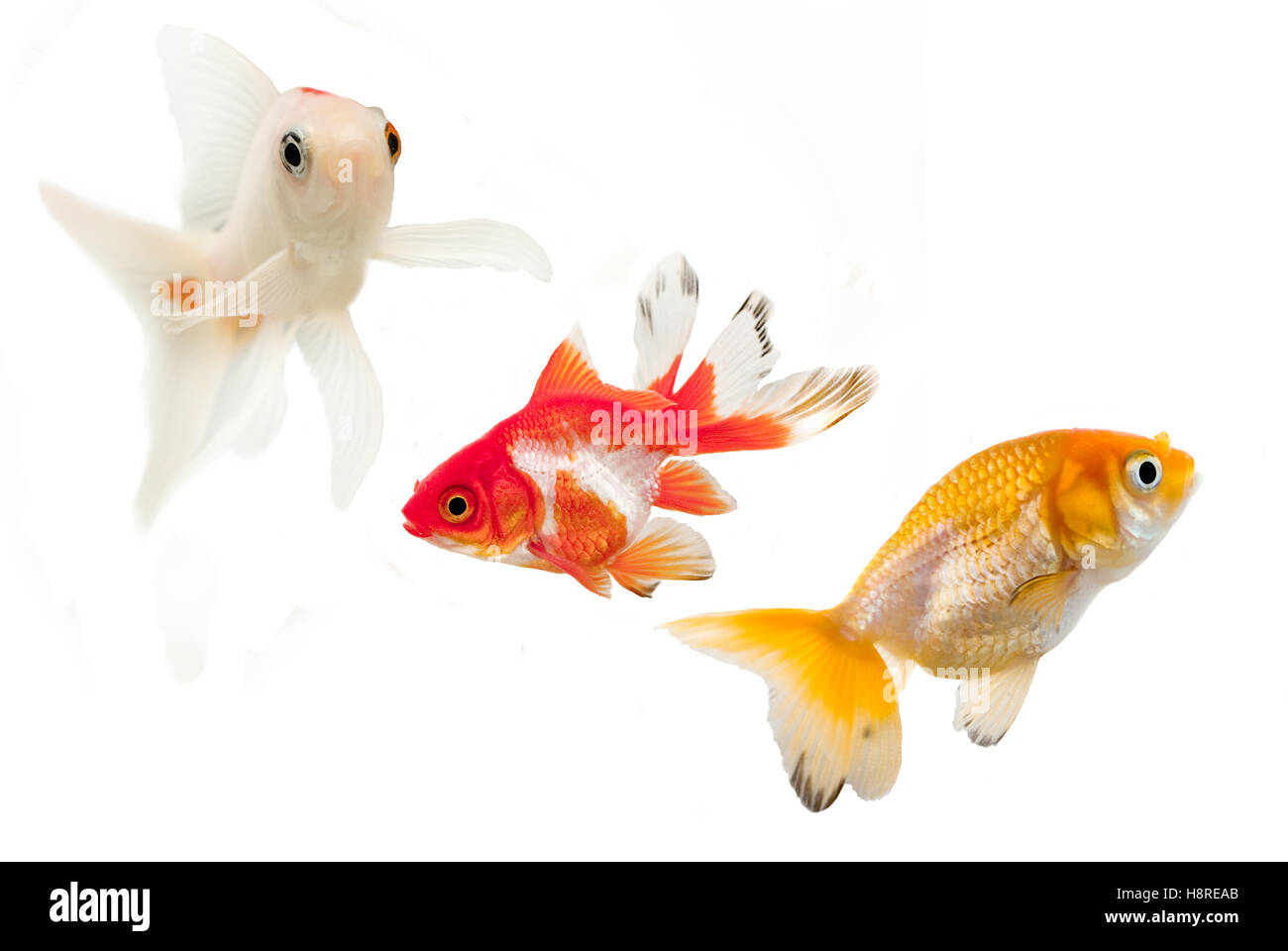 Razze goldfish,comet,fiocco e ranchu. isolato su uno sfondo bianco. Foto Stock