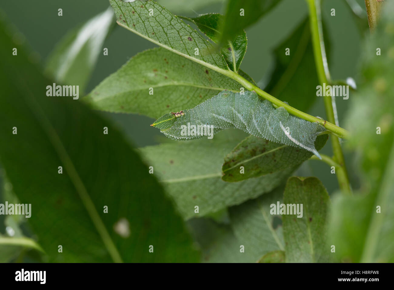 Abendpfauenauge, Raupe frisst un Weide, Abend-Pfauenauge, Smerinthus ocellata, Smerinthus ocellatus, Eyed Hawk-Moth, Eyed Hawkmo Foto Stock