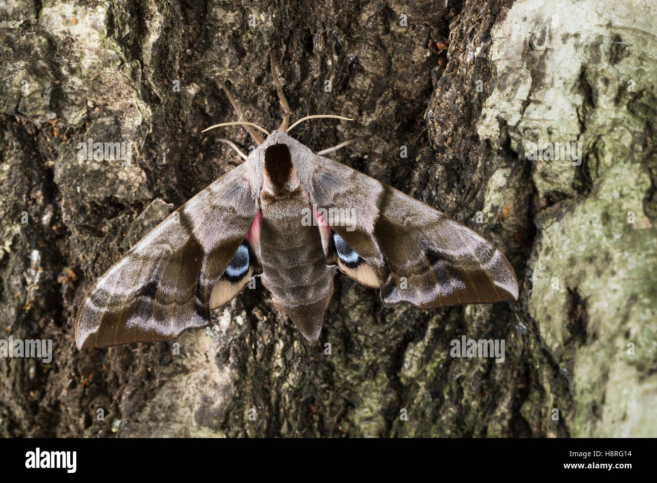 Abendpfauenauge, Abend-Pfauenauge, Smerinthus ocellata, Smerinthus ocellatus, Eyed Hawk-Moth, Eyed Hawkmoth, Le Sphinx demi-paon Foto Stock