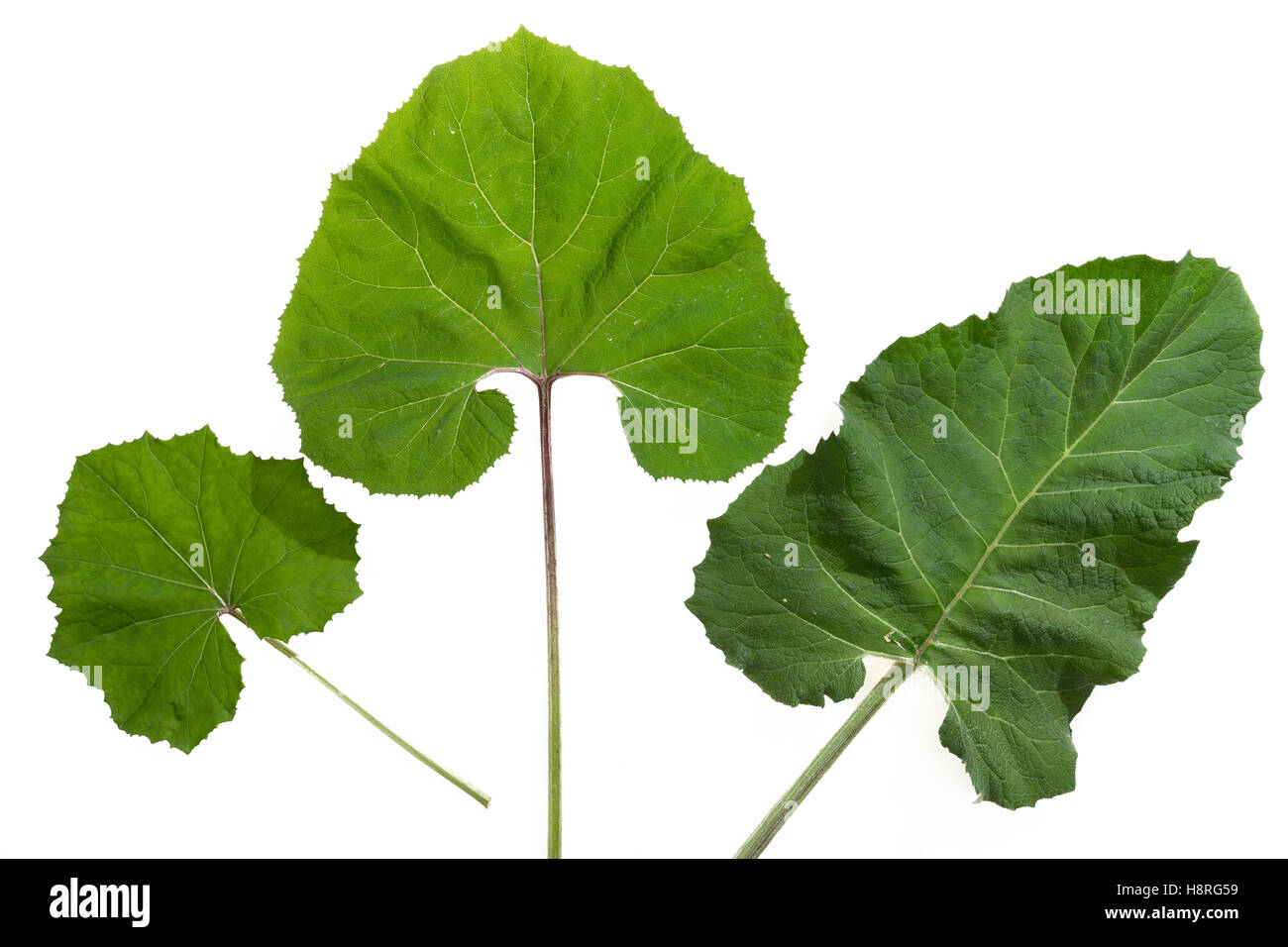 Blätter Vergleich von links nach rechts: Huflattich, Pestwurz, Klette. Huflattich, Tussilago farfara, Coltsfoot, Pas d'âne, Tuss Foto Stock