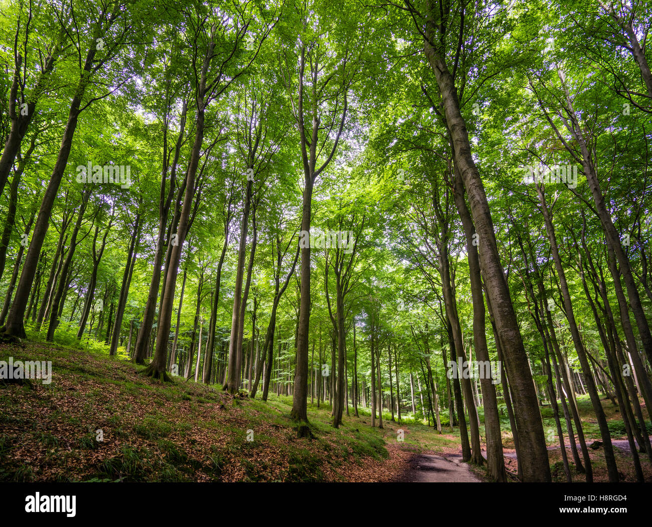 Primordiale della foresta di faggio a Jasmund Parco nazionale sull'isola di Rügen, Meclenburgo-Pomerania Occidentale, Germania Foto Stock