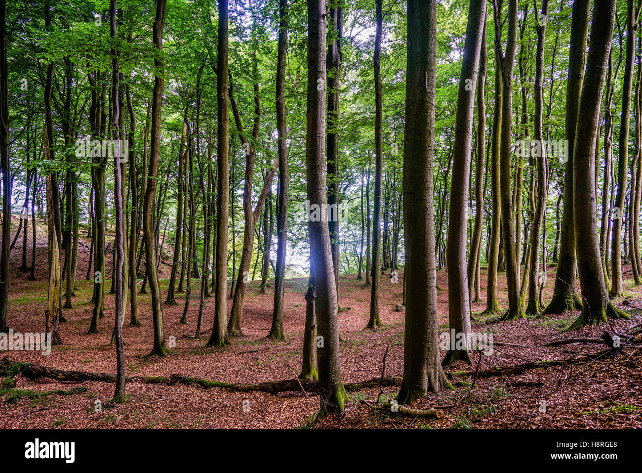 Primordiale della foresta di faggio a Jasmund Parco nazionale sull'isola di Rügen, Meclenburgo-Pomerania Occidentale, Germania Foto Stock