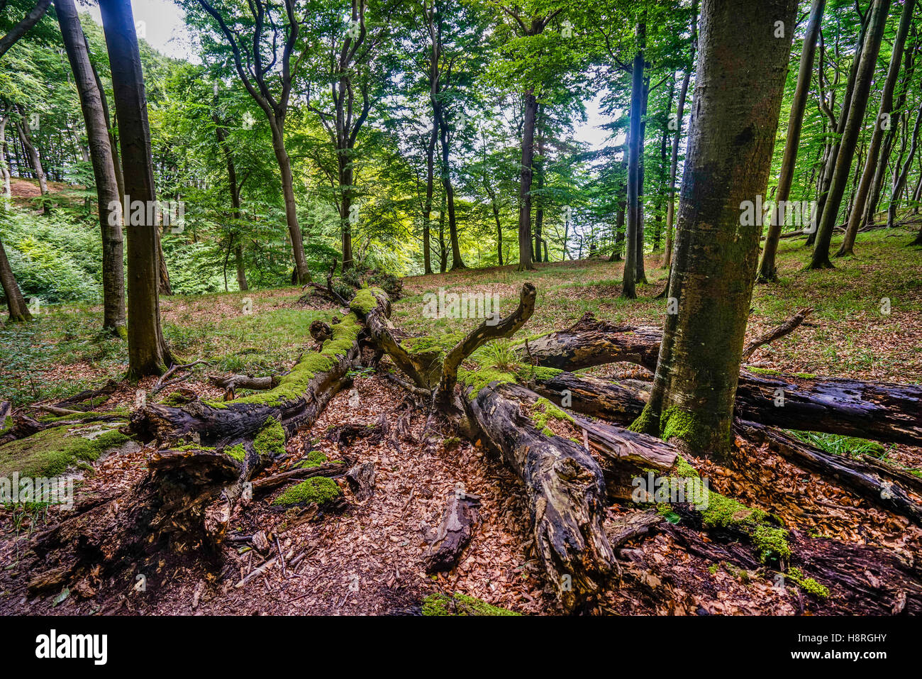 Primordiale della foresta di faggio a Jasmund Parco nazionale sull'isola di Rügen, Meclenburgo-Pomerania Occidentale, Germania Foto Stock