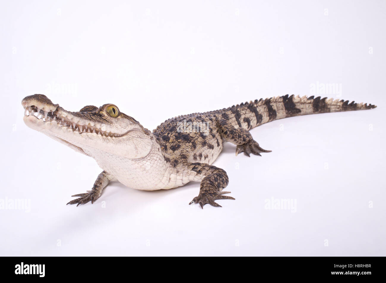 Philippine crocodile,Crocodylus mindorensis Foto Stock