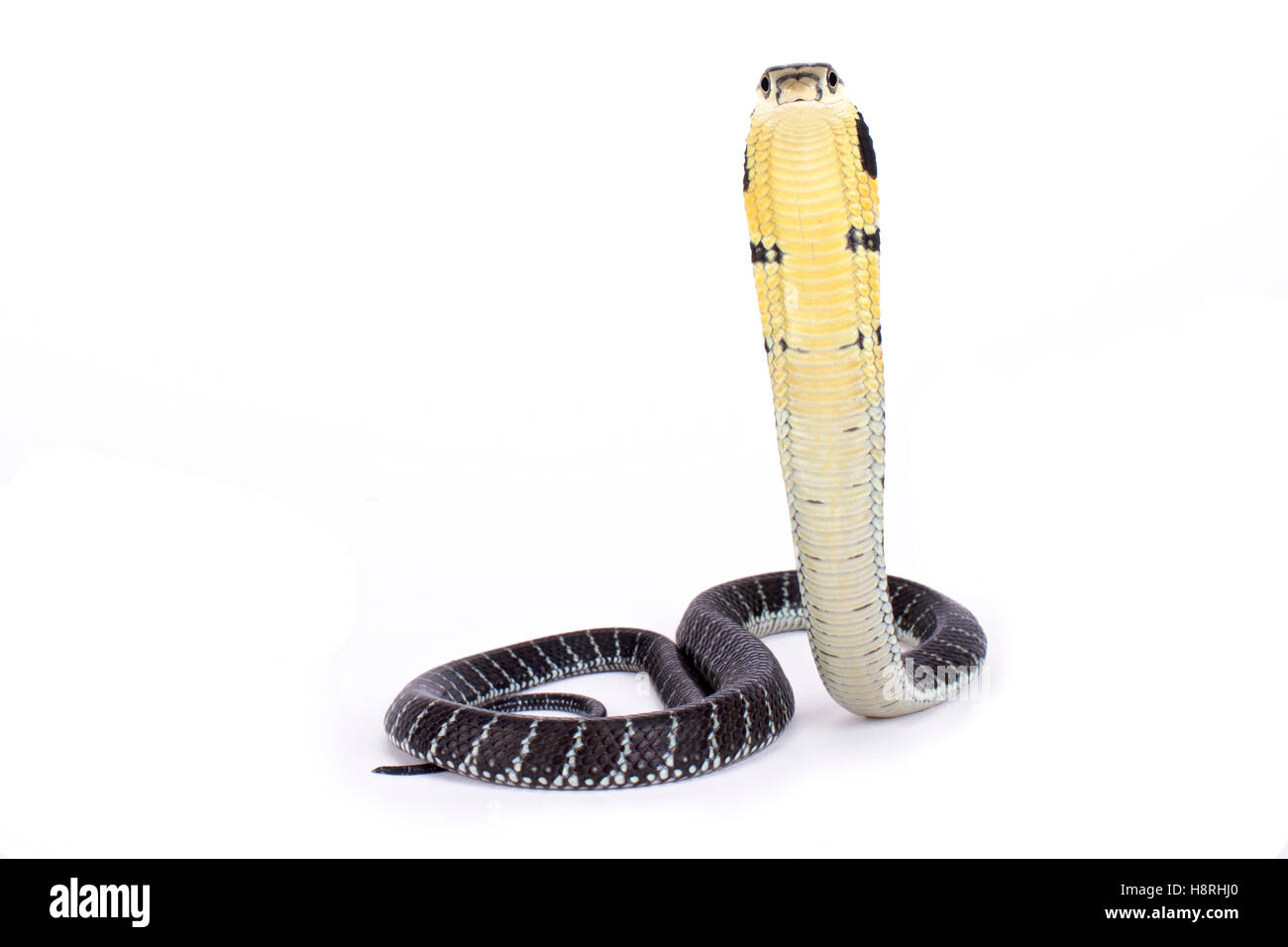 Re cobra, Ophiophagus hannah Foto Stock
