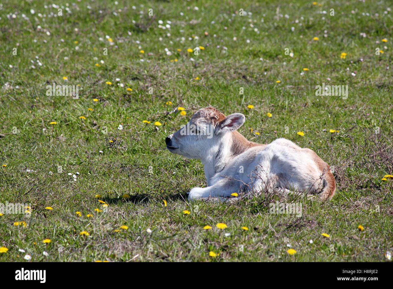 Carino piccolo vitello giacente su pascolo Foto Stock