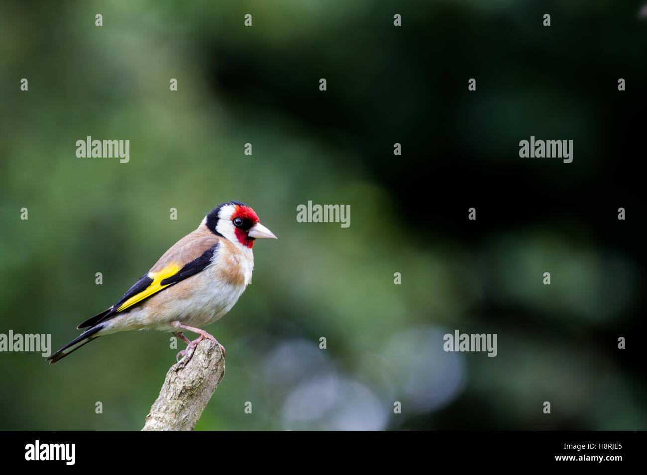 Carduelis Carduelis Cardellino sul pesce persico Foto Stock