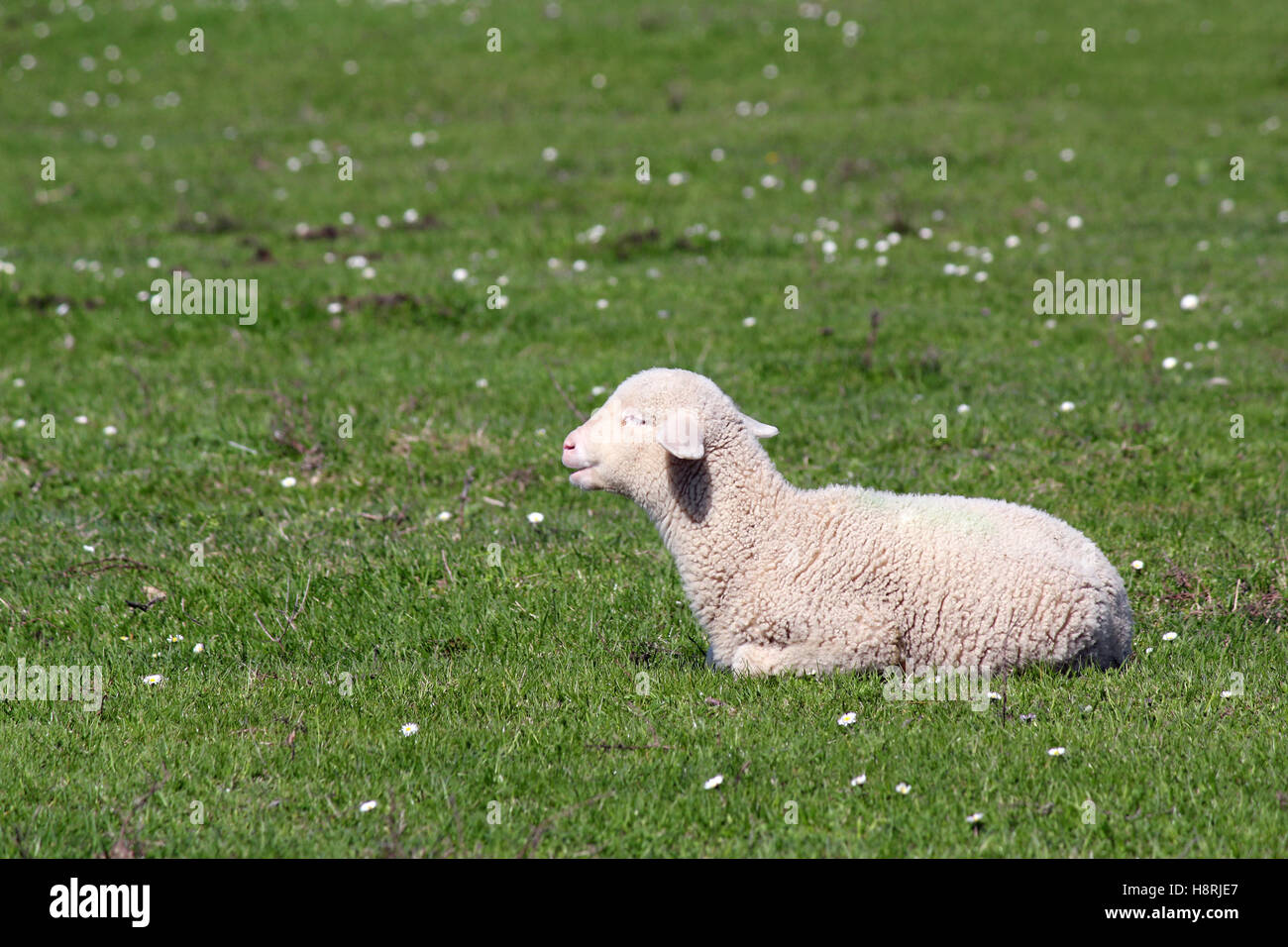 Carino little lamb giacente su pascolo Foto Stock