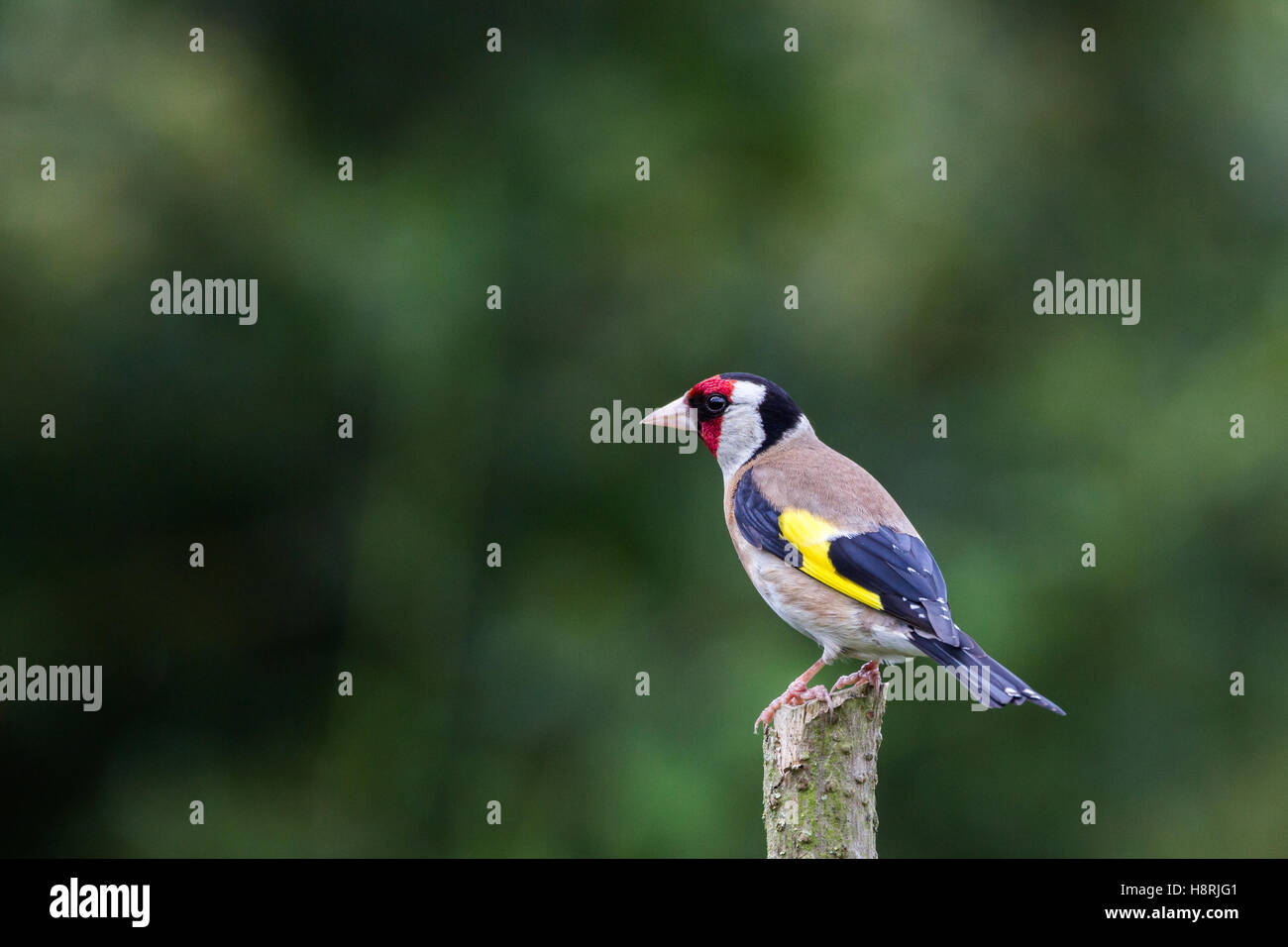 Carduelis Carduelis Cardellino sul pesce persico Foto Stock