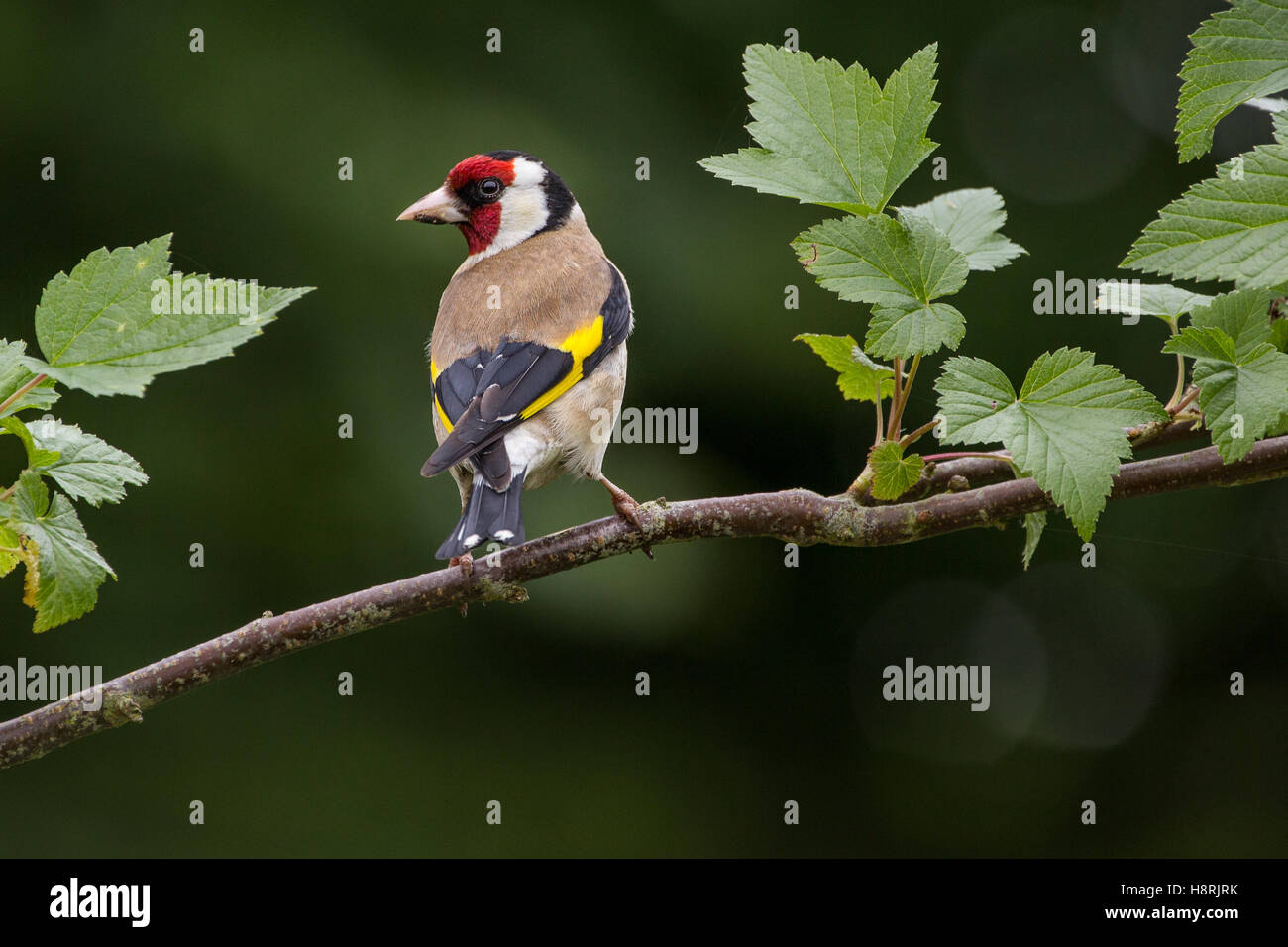 Carduelis Carduelis Cardellino sul ramo Foto Stock