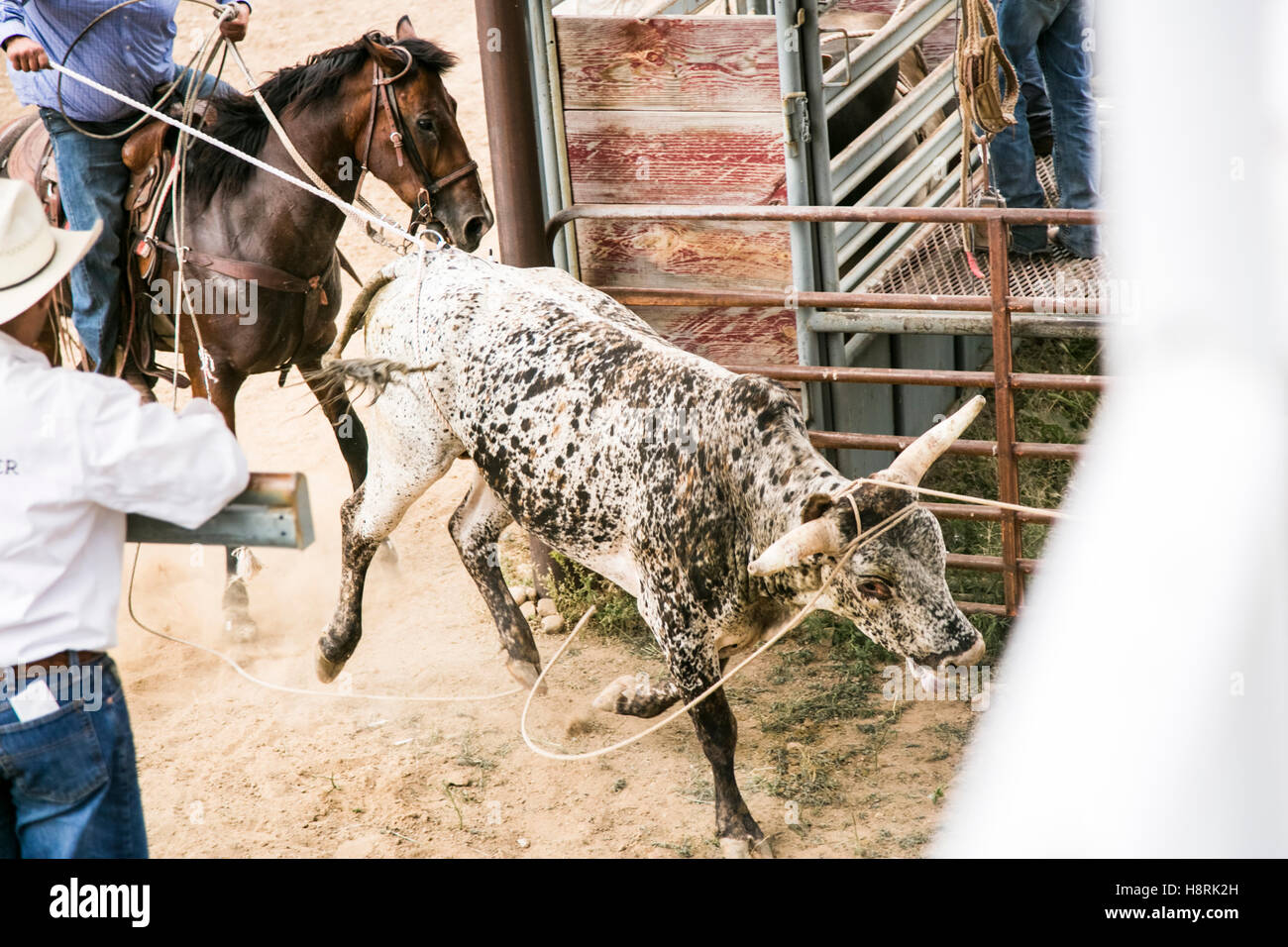 Taos, Nuovo Messico, Stati Uniti d'America. Piccola città western rodeo. I cowboys arrotondamento un bull per portare all'interno della penna. Foto Stock