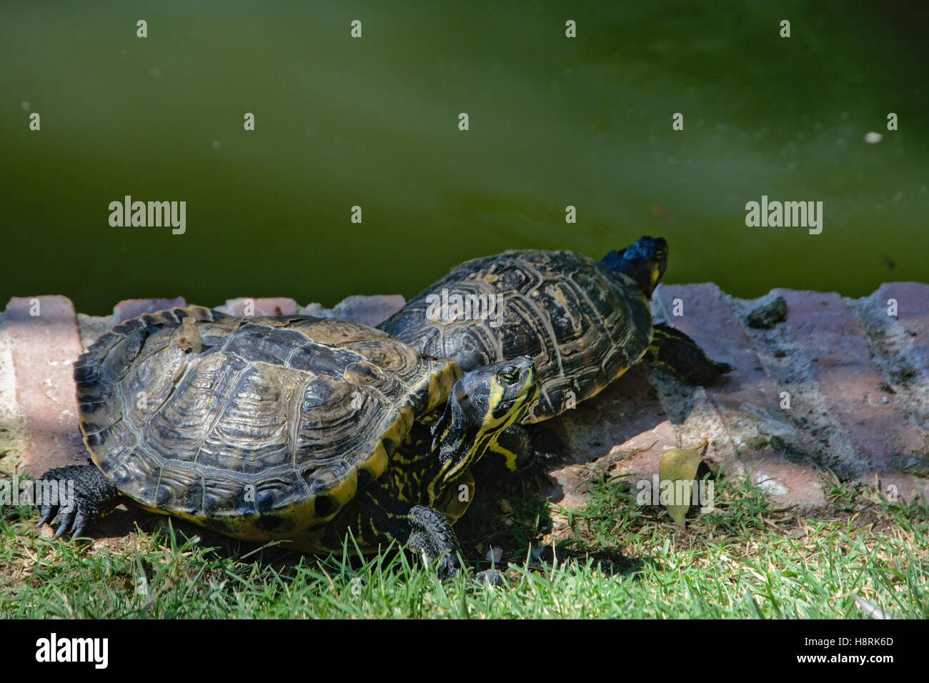 Paio di Cumberland tartarughe Foto Stock