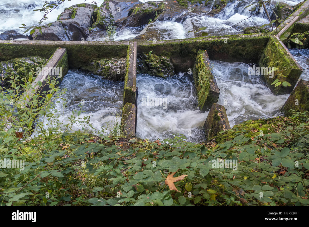 Una inquadratura ravvicinata di una scaletta di pesce sul fiume Deschutes in Tumwater, Washington. Foto Stock