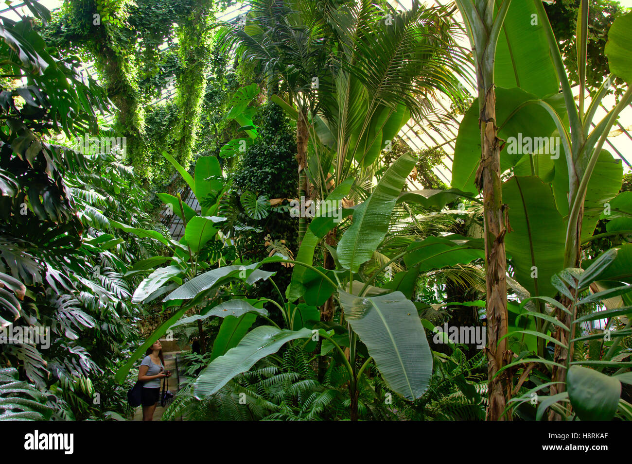Piscina Tropicale Giardino con piante enormi nella hall della stazione di Atocha di Madrid Foto Stock