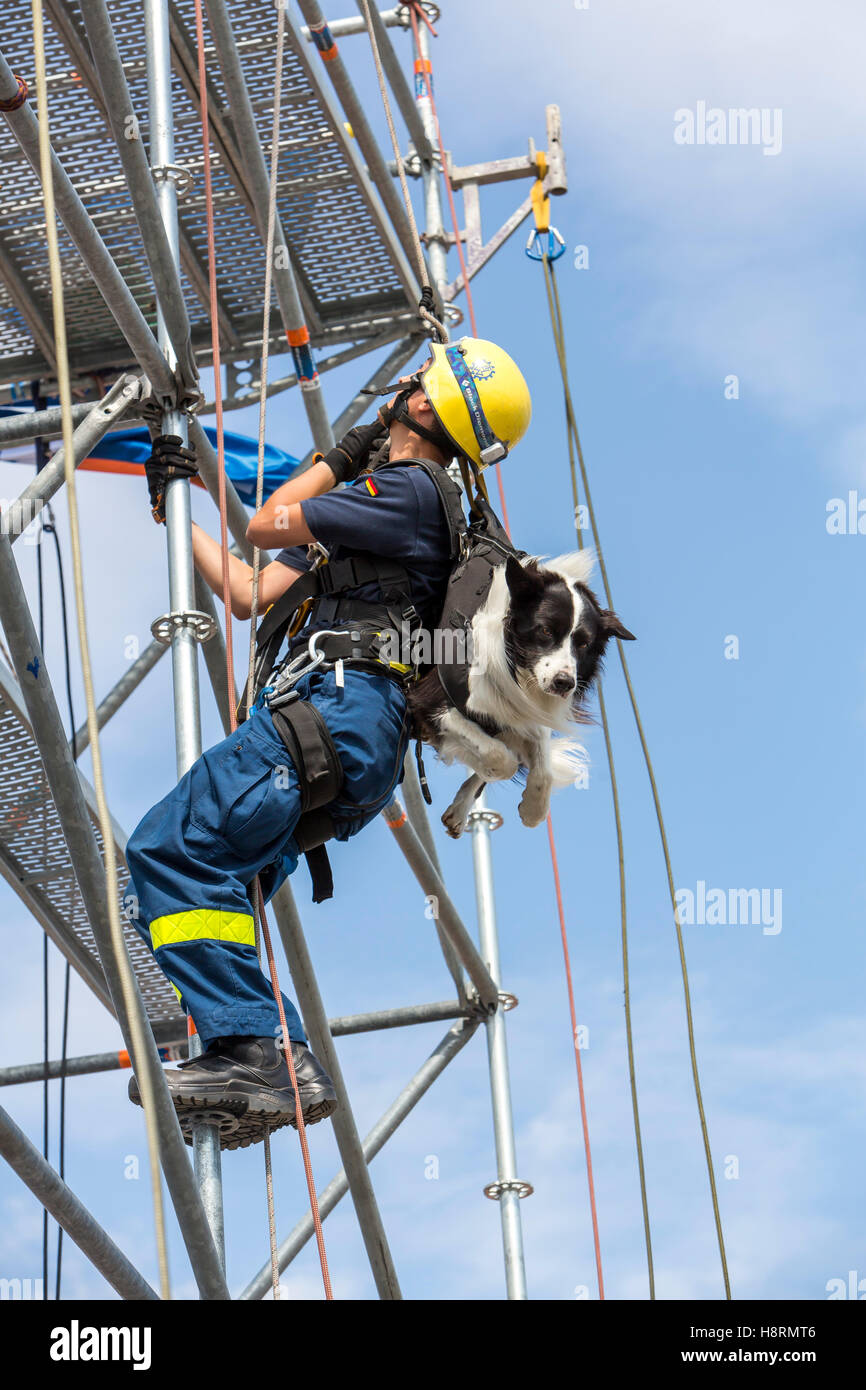 La salita e la discesa in corda doppia di un cane guida, personale di salvataggio, di ricerca e di salvataggio, cane da THW, Agenzia federale per il rilievo tecnico Foto Stock