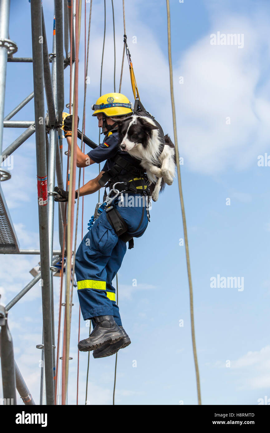 La salita e la discesa in corda doppia di un cane guida, personale di salvataggio, di ricerca e di salvataggio, cane da THW, Agenzia federale per il rilievo tecnico Foto Stock