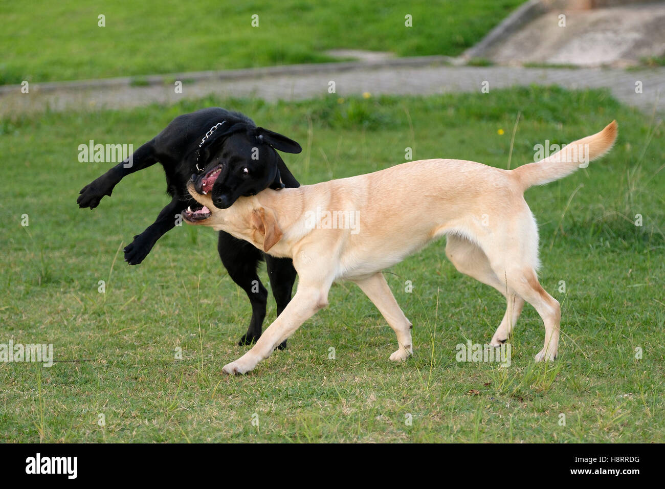 Nero e Giallo Labrador retriever giocando Foto Stock