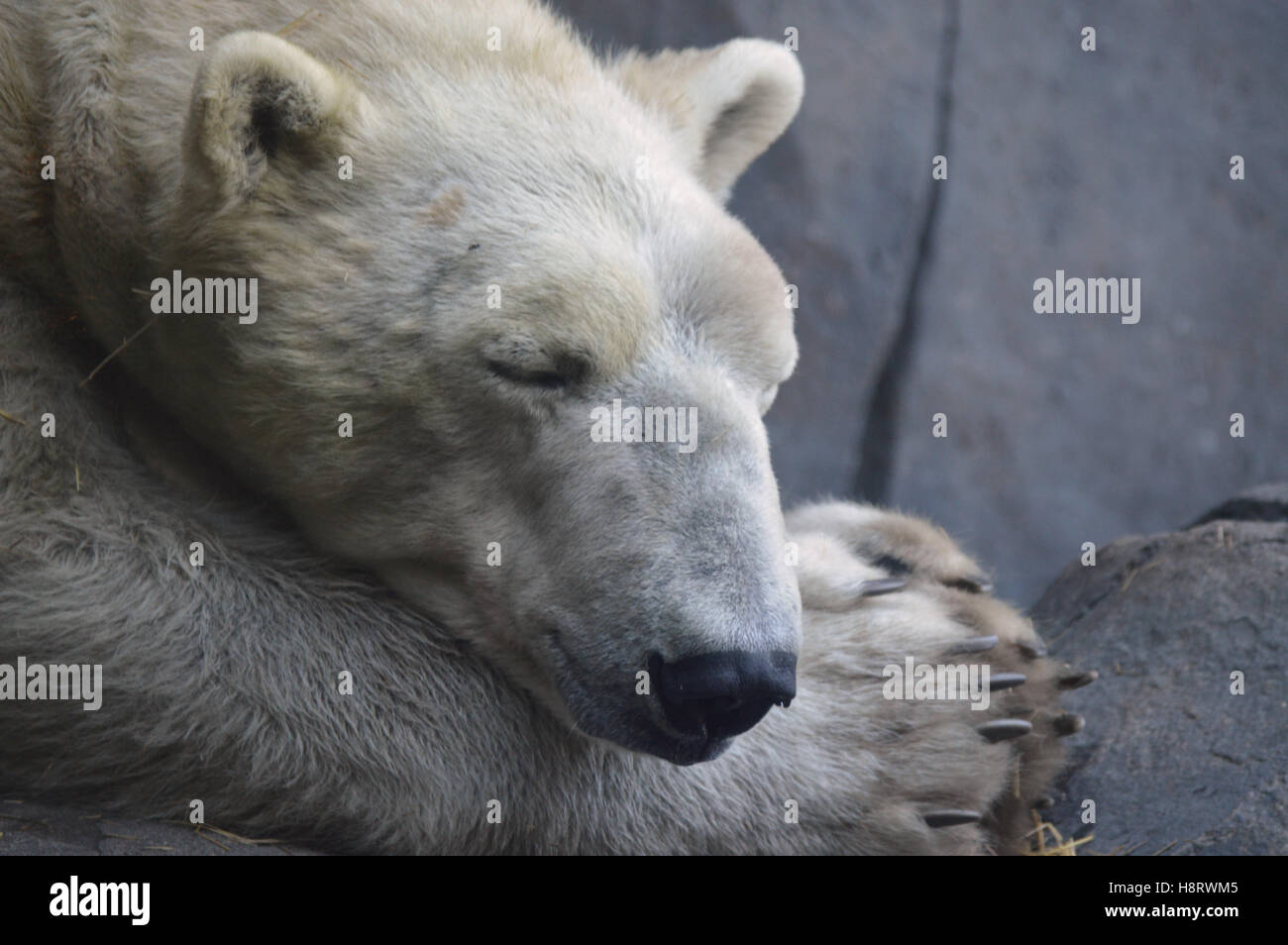 Orso polare Foto Stock