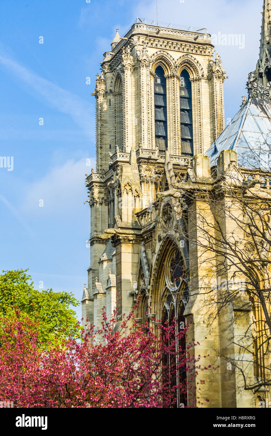 La cattedrale di Notre Dame di Parigi, Francia. Foto Stock