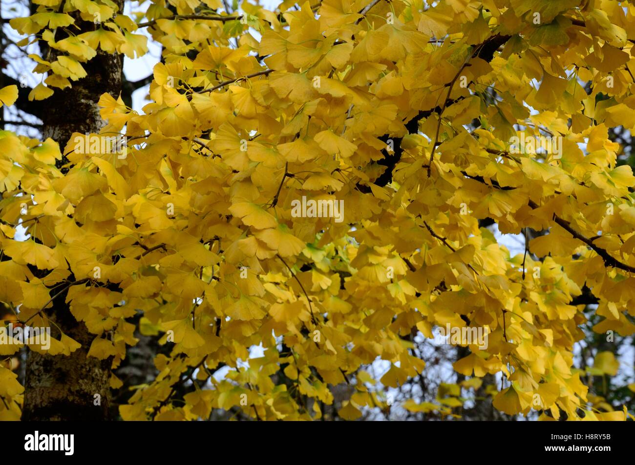 Foglie di Ginkgo Biloba tree Maidenhair tree retro illuminato in autunno Foto Stock