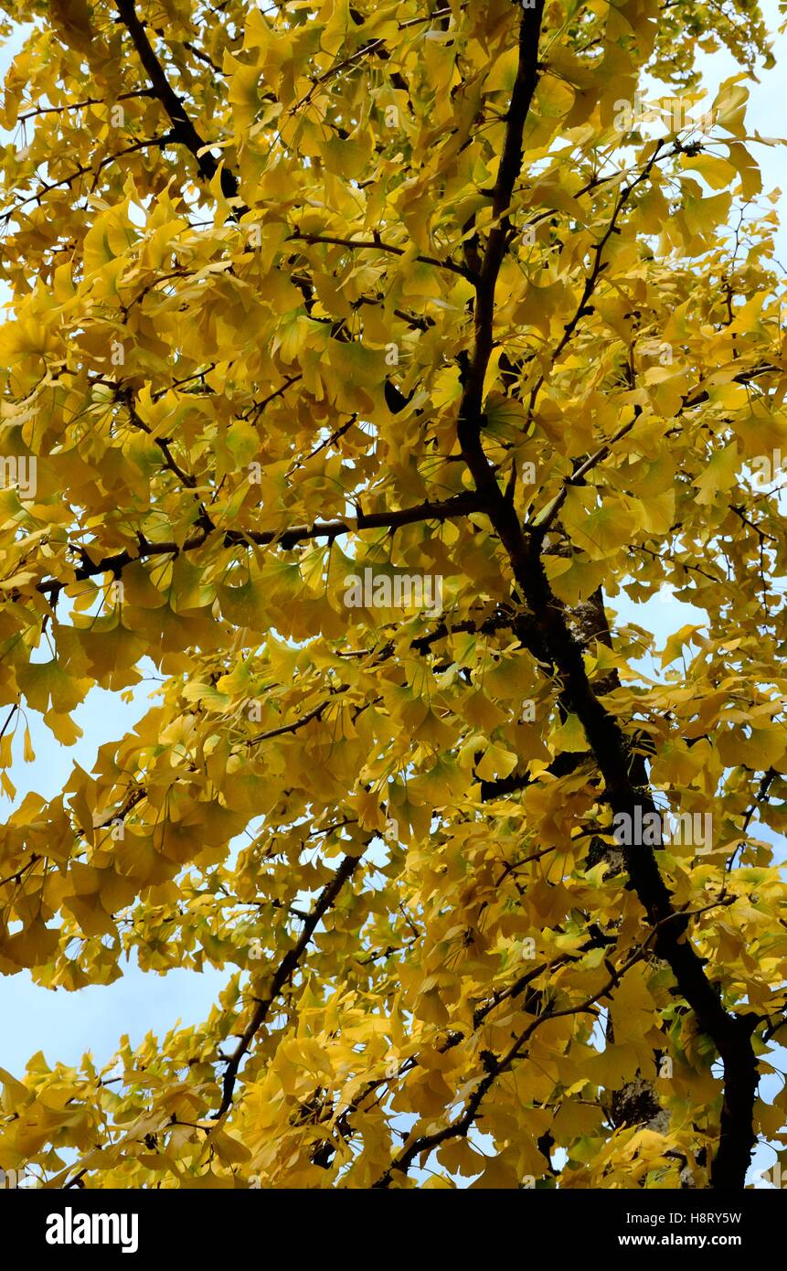 Foglie di Ginkgo Biloba tree Maidenhair tree retro illuminato in autunno Foto Stock
