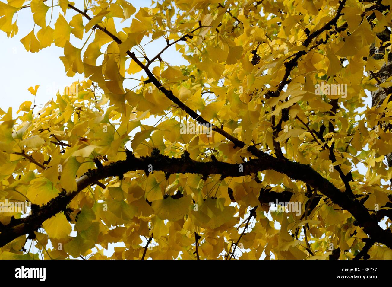 Foglie di Ginkgo Biloba tree Maidenhair tree retro illuminato in autunno Foto Stock
