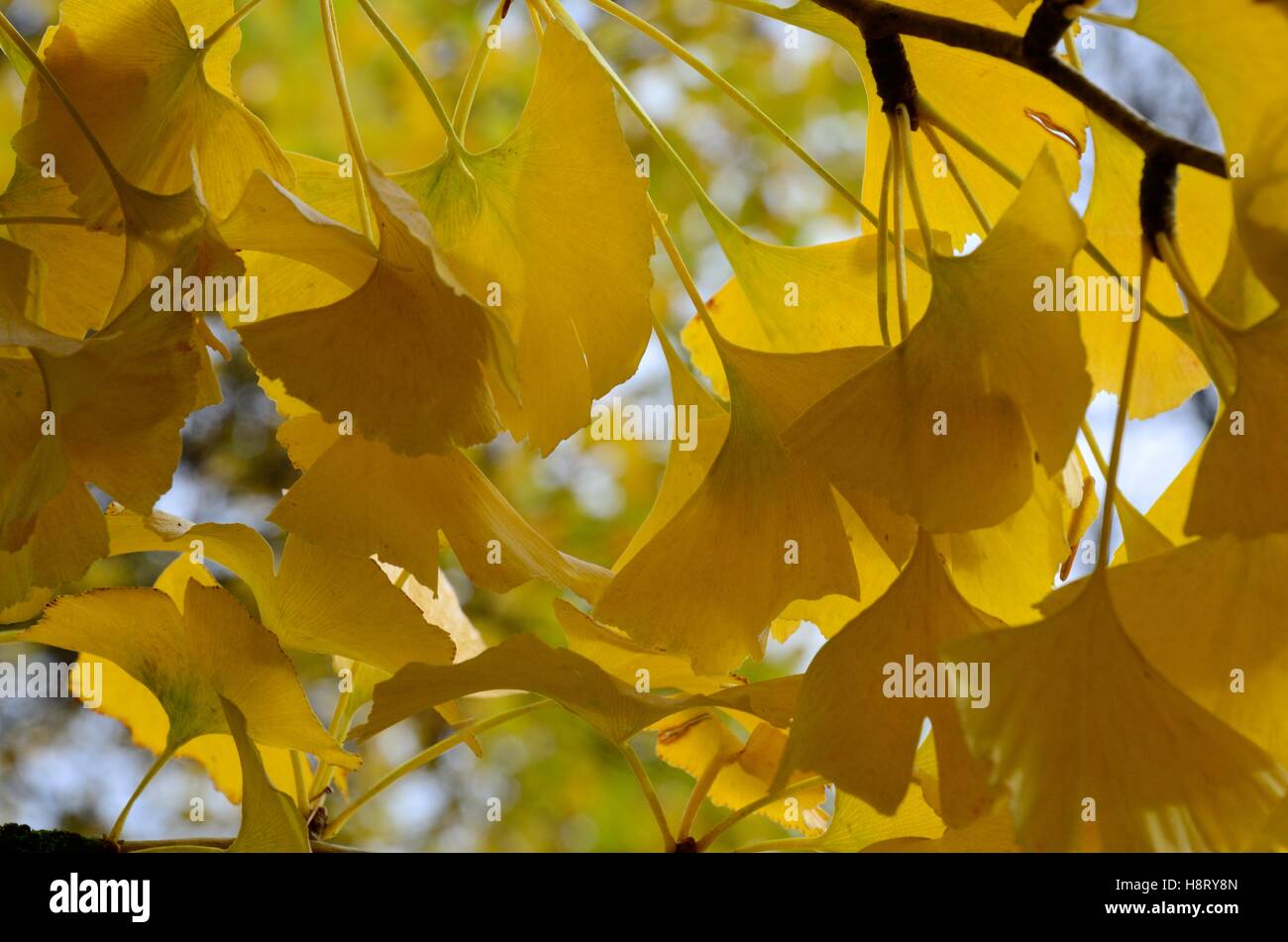 Foglie di Ginkgo Biloba tree Maidenhair tree retro illuminato in autunno Foto Stock