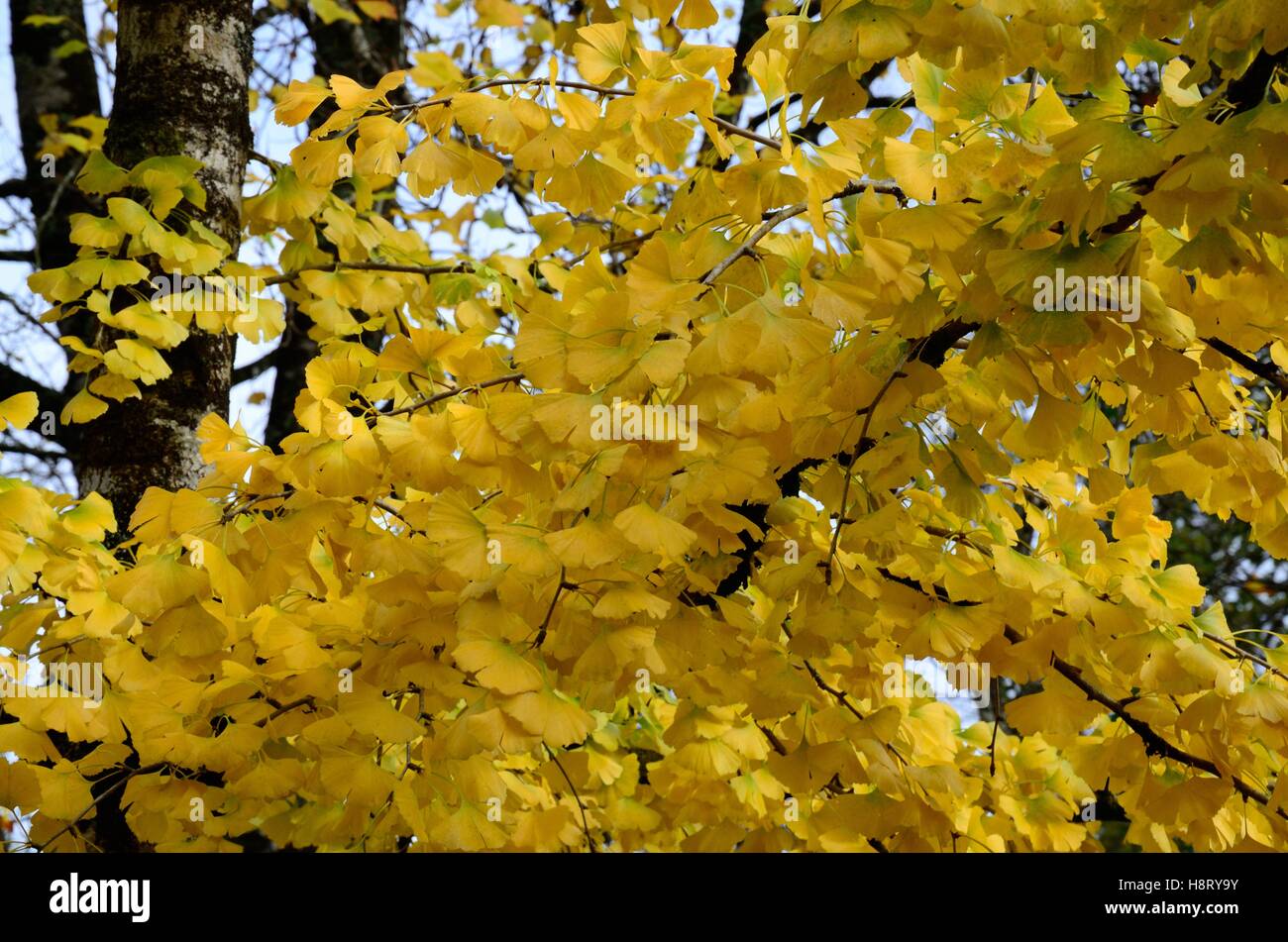 Foglie di Ginkgo Biloba tree Maidenhair tree retro illuminato in autunno Foto Stock