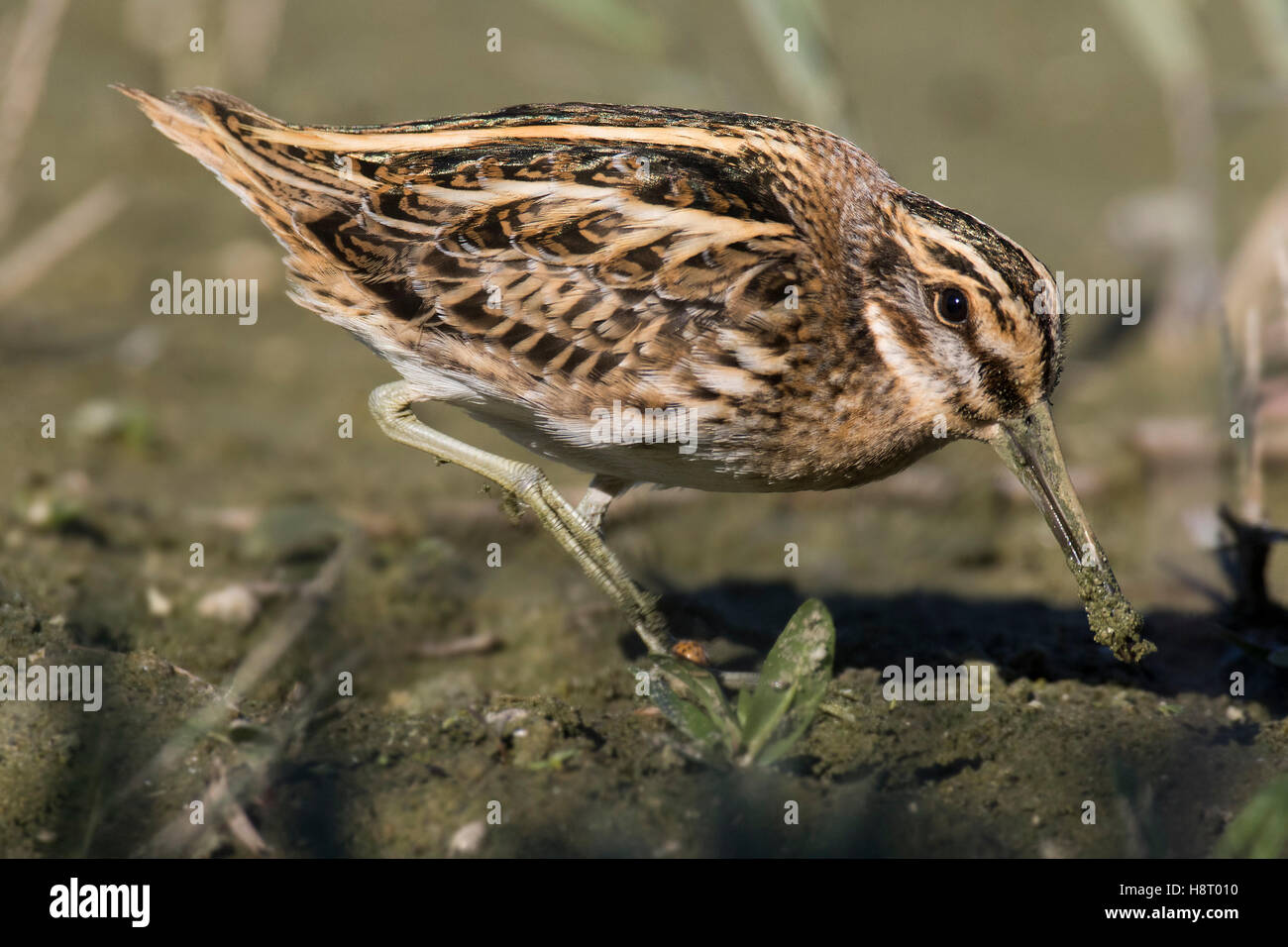 Frullino (Lymnocryptes minimus) rovistando in zone umide in autunno Foto Stock