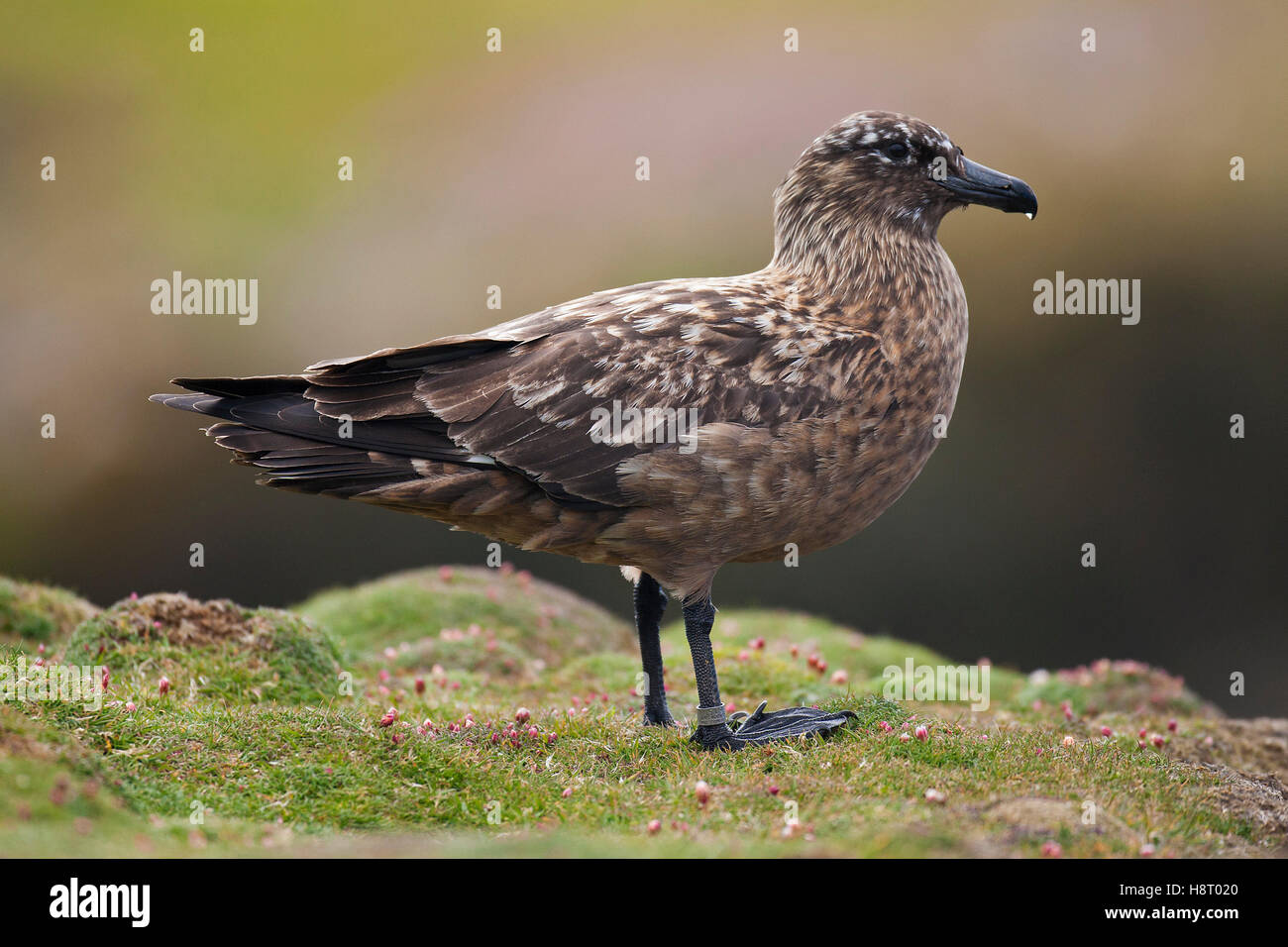 Di inanellare grande Skua (Stercorarius skua) indossare anello in metallo con numero di identificazione Foto Stock