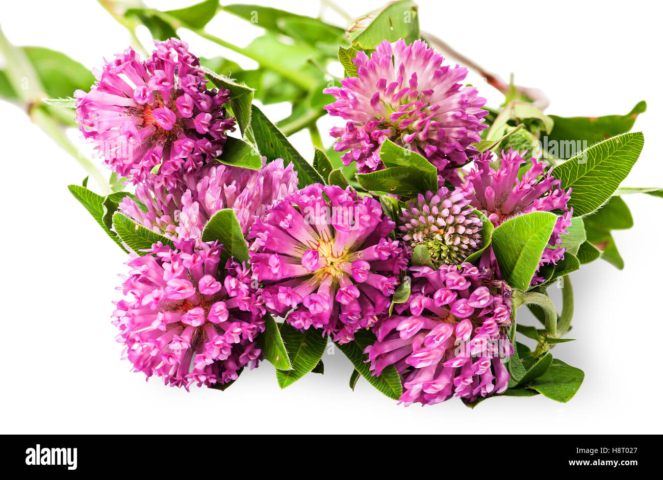 Closeup bouquet di fiori di trifoglio con foglie verdi isolati su sfondo bianco Foto Stock