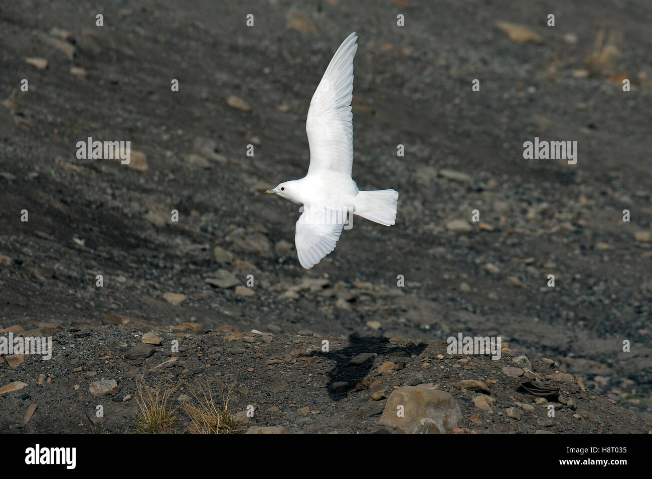 Gabbiano avorio (Pagophila eburnea) volare oltre la tundra Foto Stock