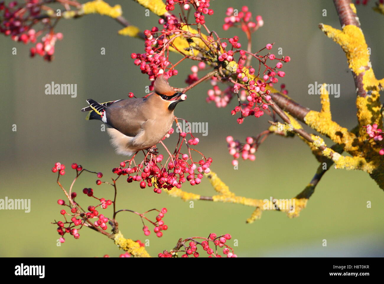 Waxwing Foto Stock