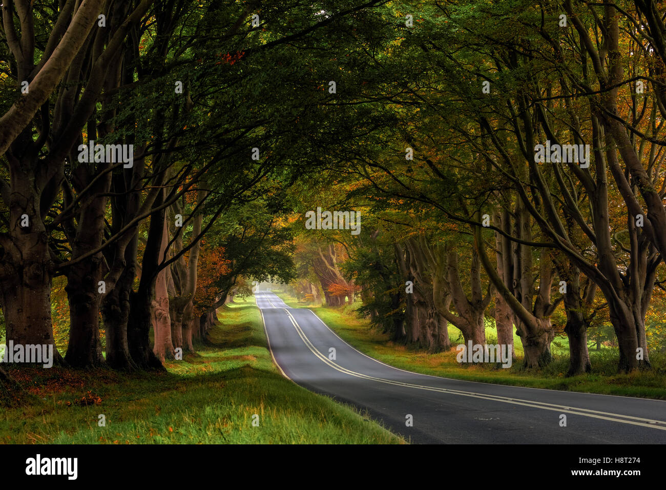 Beech Avenue; Kingston Lacy; Dorset; Inghilterra Foto Stock