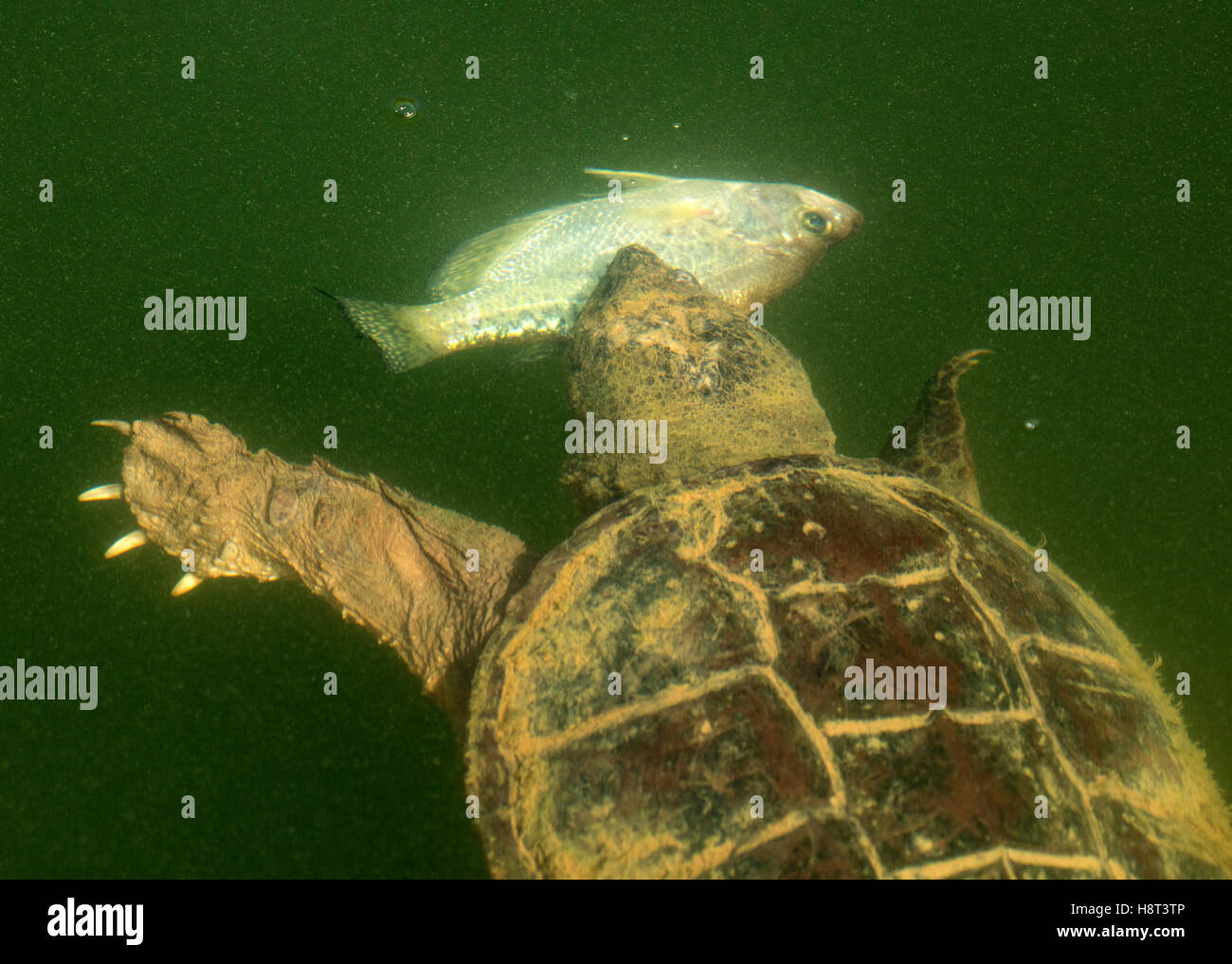 Scattare la tartaruga, Chelydra serpentina, mangiare crappie bianco Foto Stock