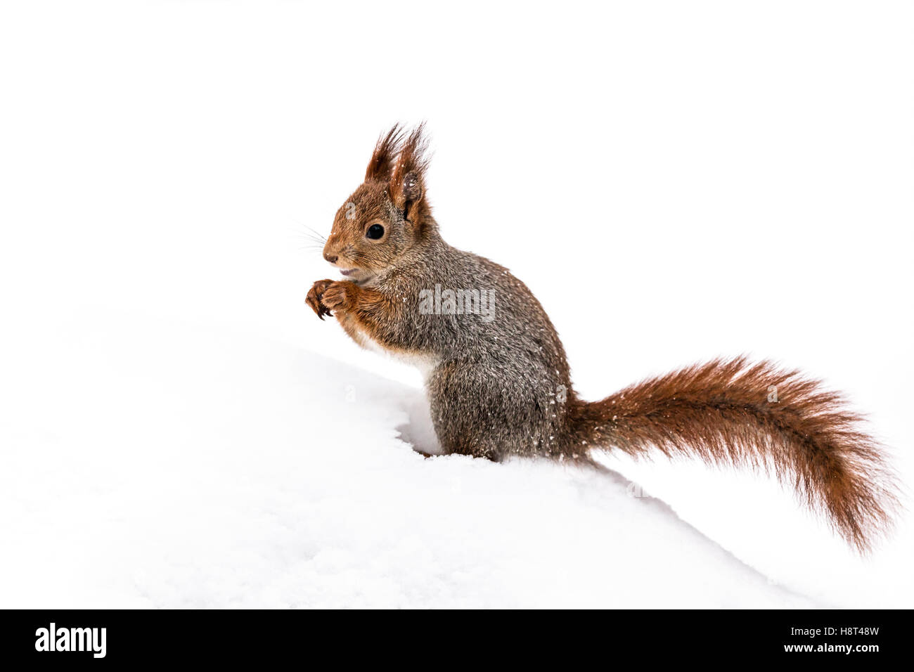 Curioso lanuginoso rosso scoiattolo seduto sul bianco della neve in inverno park Foto Stock